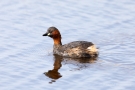 Zwergtaucher (Tachybaptus ruficollis) im Schwimmenden Moor Sehestedt