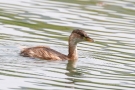 Zwergtaucher (Tachybaptus ruficollis)