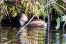 Zwergtaucher (Tachybaptus ruficollis) mit Fisch auf der Nette