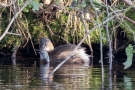 Zwergtaucher mit Fisch auf der Nette