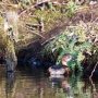 Zwergtaucher (Tachybaptus ruficollis) auf der Nette