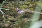 Junger Zwergtaucher (Tachybaptus ruficollis)