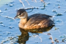 Zwergtaucher (Tachybaptus ruficollis) in der Fußnacher Bucht