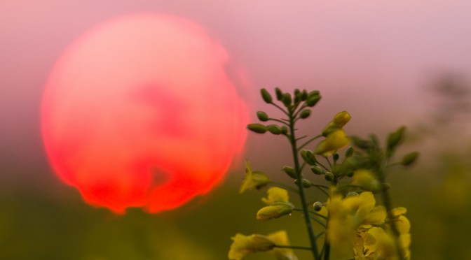 Raps vor der aufgehenden Sonne