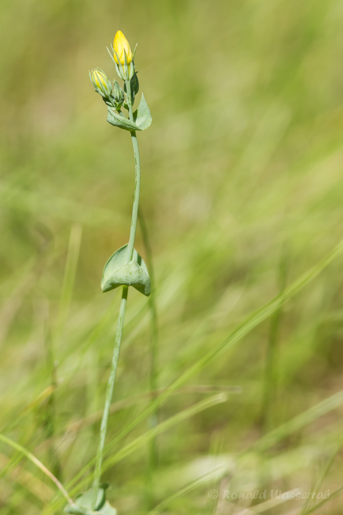Durchwachsenblättriger Bitterling (Blackstonia Perfoliata)