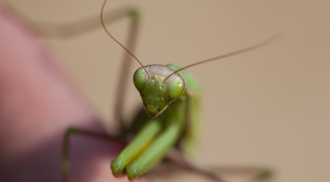 Dorf am Himmel: Schlemmermeilenlos überleben mit Insekten und Wildblumen