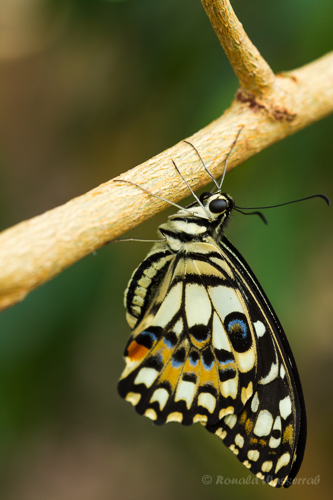 Papilio demoleus nach dem Schlupf