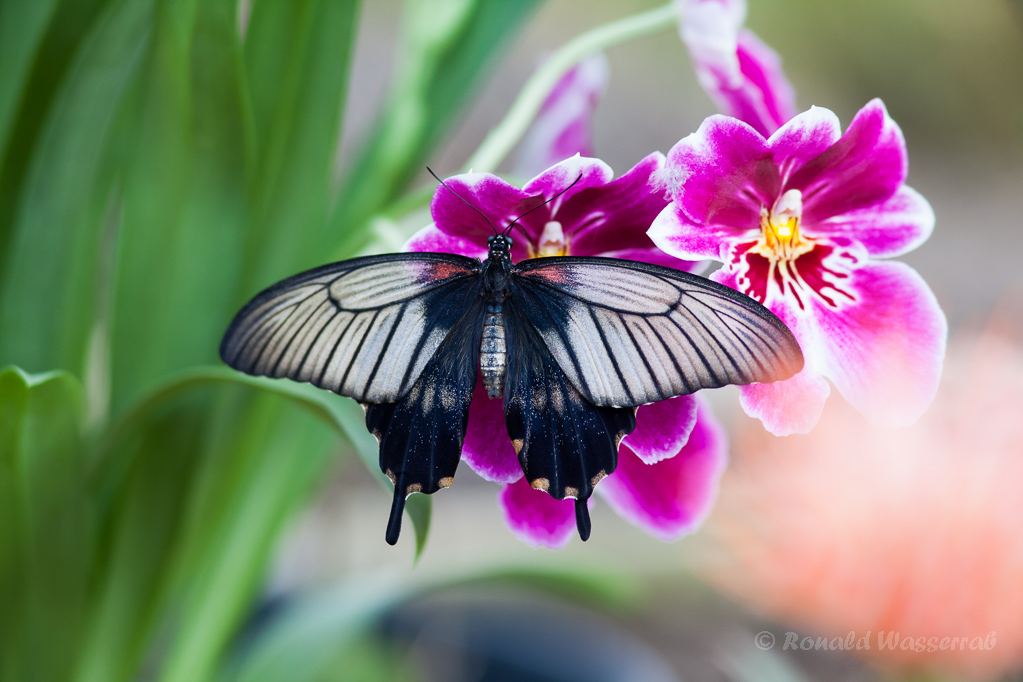Papilio lowi (Weibchen)