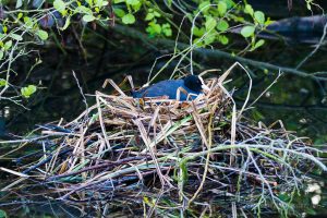 Die Blässhühner brüten in dem Nest, das die Haubentaucher begonnen haben zu bauen