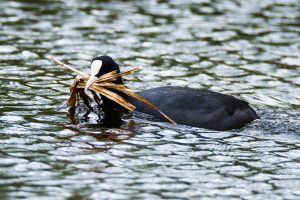 Während der Brut wird das Nest immer weiter vervollständigt