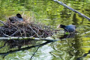 Während der Brut wird das Nest immer weiter vervollständigt