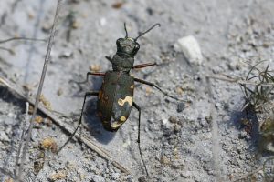 Berg-Sandlaufkäfer (Cicindela sylvicola)