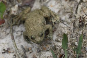 Gelbbauchunke (Bombina variegata )