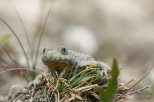 Gelbbauchunke (Bombina variegata )