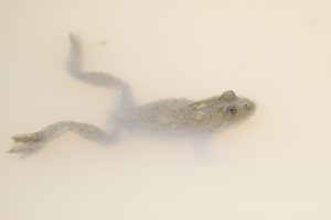 Gelbbauchunke (Bombina variegata)