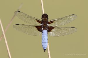 Plattbauch (Libellula depressa)