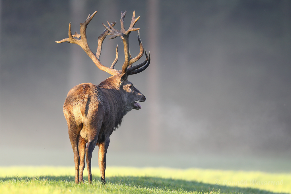 Platzhirsch im Morgendunst