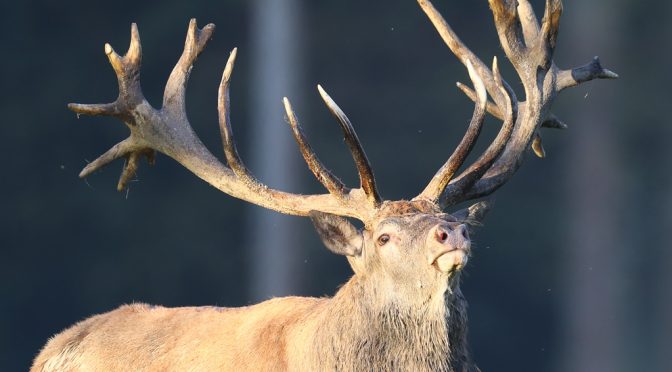 Platzhirsch im Wildwald Voßwinkel