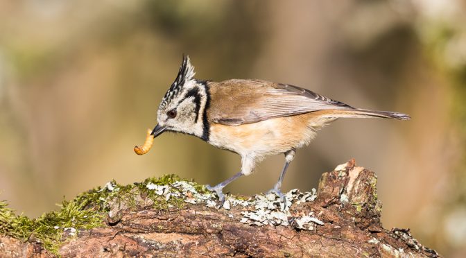 Wird aus Mehlwürmern Mehl gemacht? Oder: Unsere Singvögel im Winter