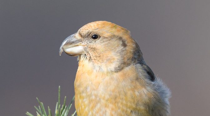 Kiefernkreuzschnabel Driebergen (NL)