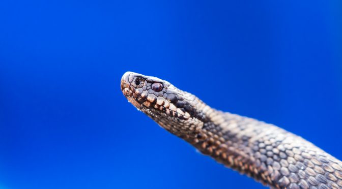 Die Schönen und das Biest – Kreuzotter-Suche in den Niederlanden