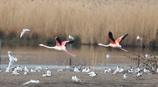 Durch die rosarote Brille – Flamingos im Zwillbrocker Venn