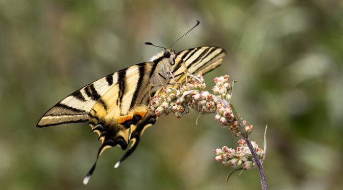 Fliegende Bären und Schachbretter – Heimische Falter