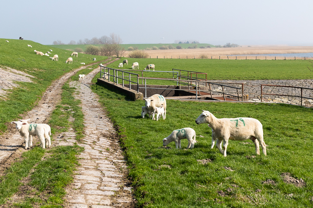 Schafe an der Arlau-Schleuse