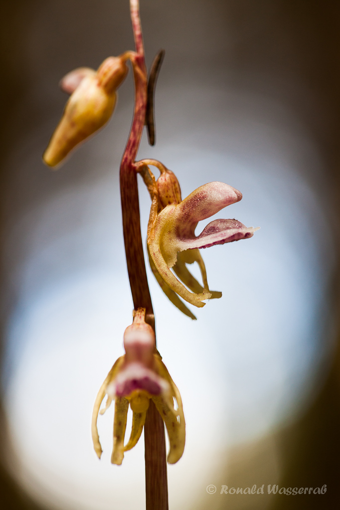 Blattloser Widerbart - Orchidee