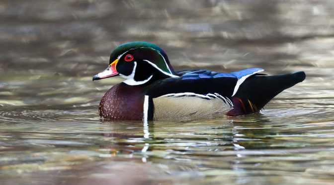 Brautenten-Männchen im Neffelsee