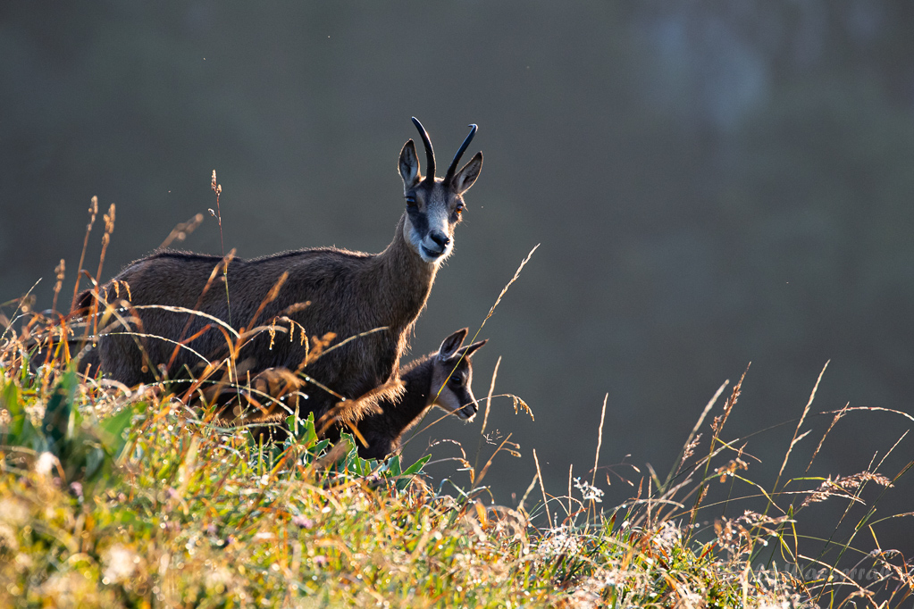 Gams mit Kitz Nähe Spitzkoepfe - Gämsen in den Vogesen