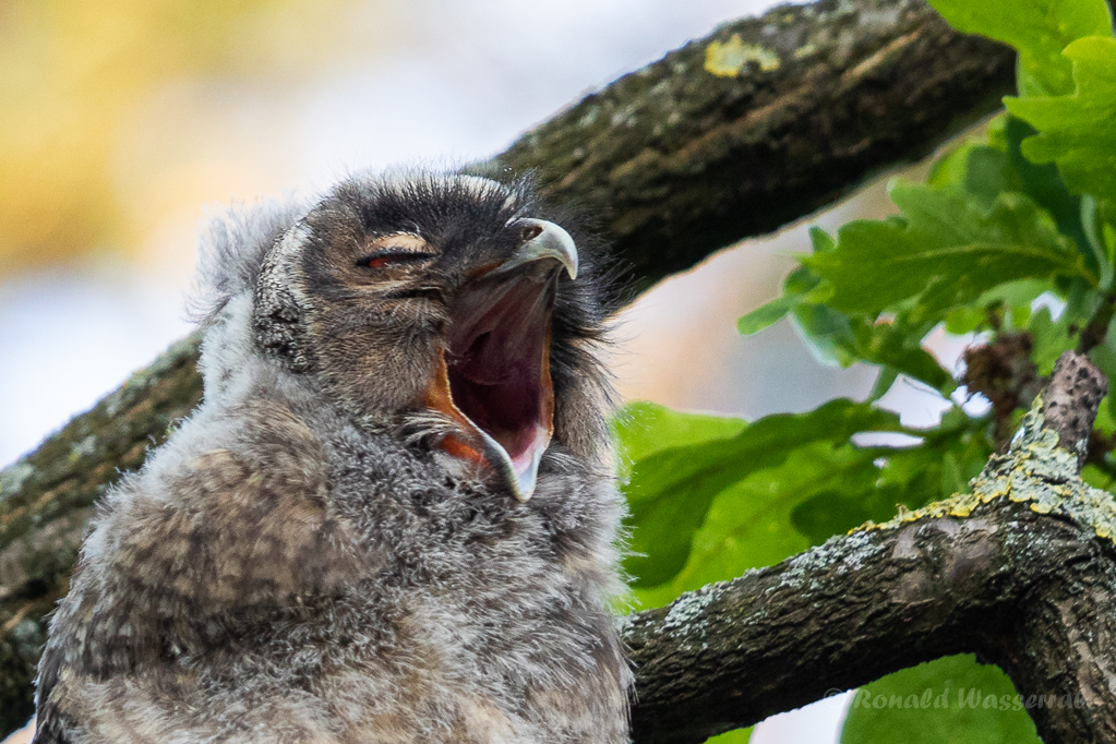 Müder Nestling