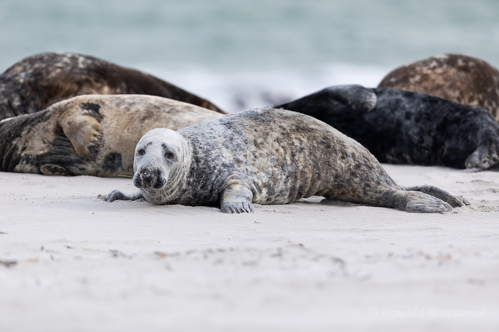 Kegelrobbe auf Helgoland