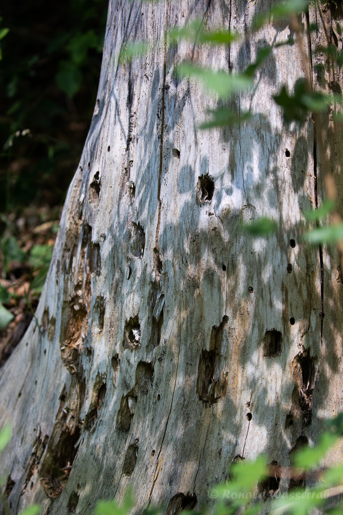 Für die Spechte sind die Bock-Käfer-Larven im Totholz ein Leckerbissen