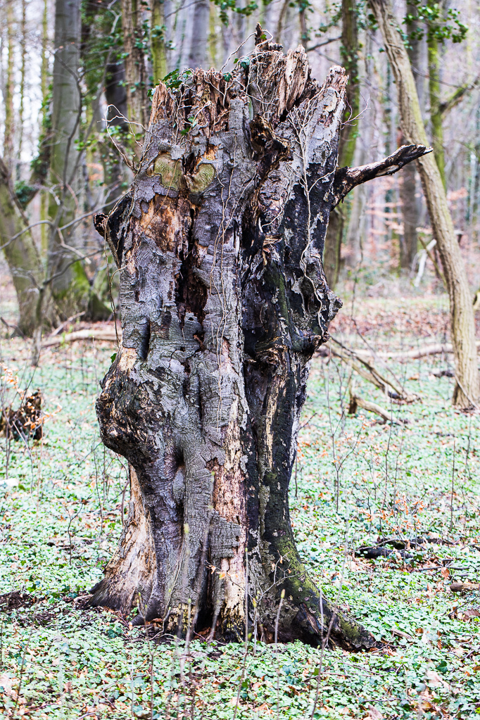 Toter Baumstumpf am Rheinhöhenweg