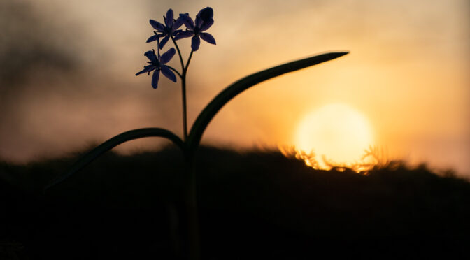 Blausterne im Sonnenuntergang