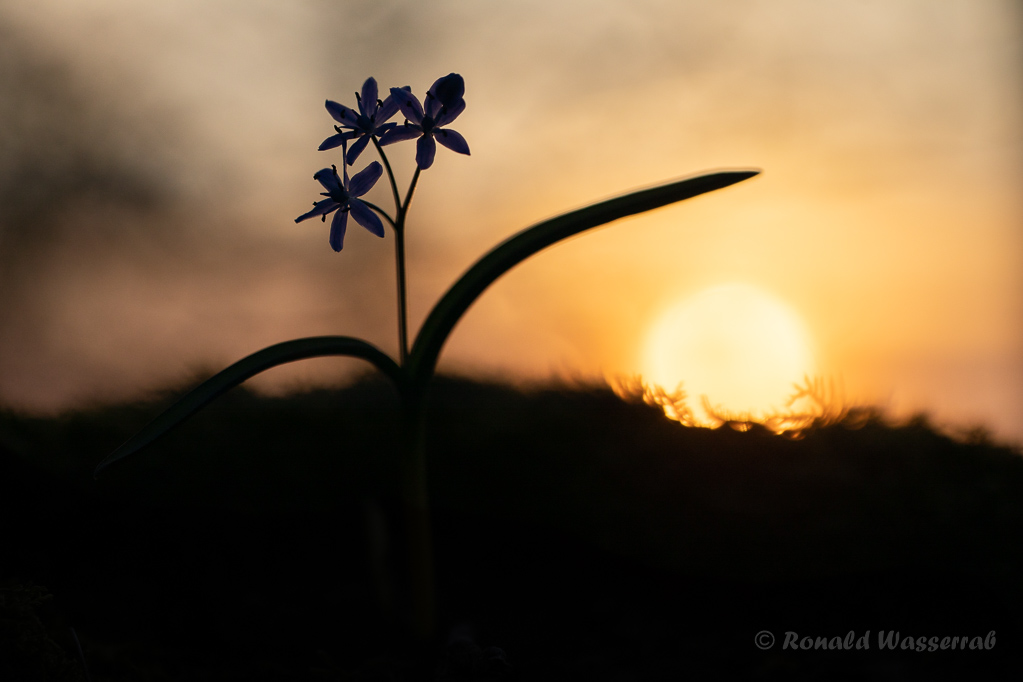 Blausterne im Sonnenuntergang