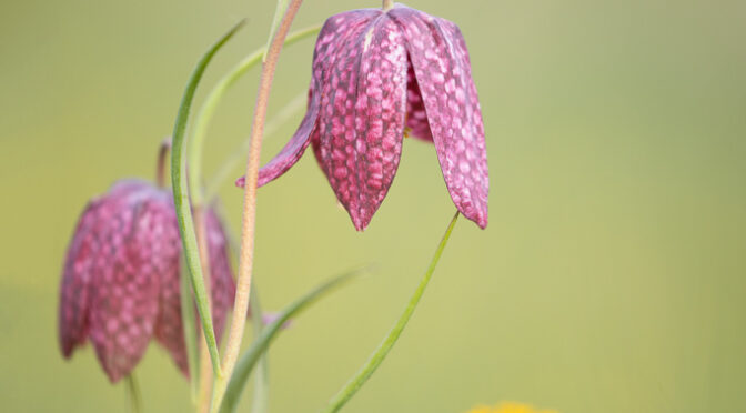 Die Schachbrettblume – Eifel-Seltenheit im Frühjahr