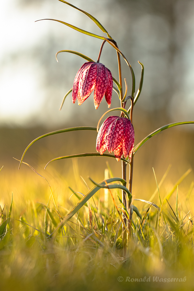 Schachblumen in der Sonne