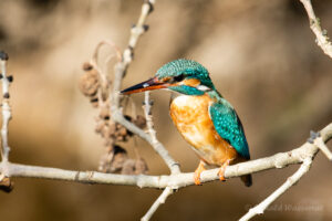 Eisvogel-Weibchen an der Urdenbacher Kämpe