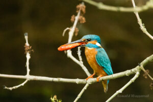 Eisvogel mit Goldfisch