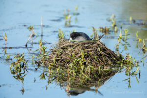 Blässhuhn-Nest