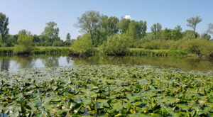 Teichrosen-Teich in der Urdenbacher Kämpe