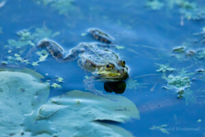 Teichfrosch