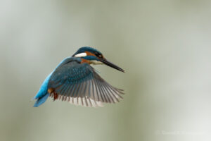 Eisvogel-Männchen im Rüttelflug