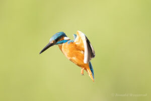 Eisvogelmännchen im Rüttelflug