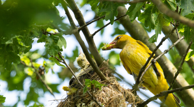 Pirol-Weibchen mit Futter am Nest