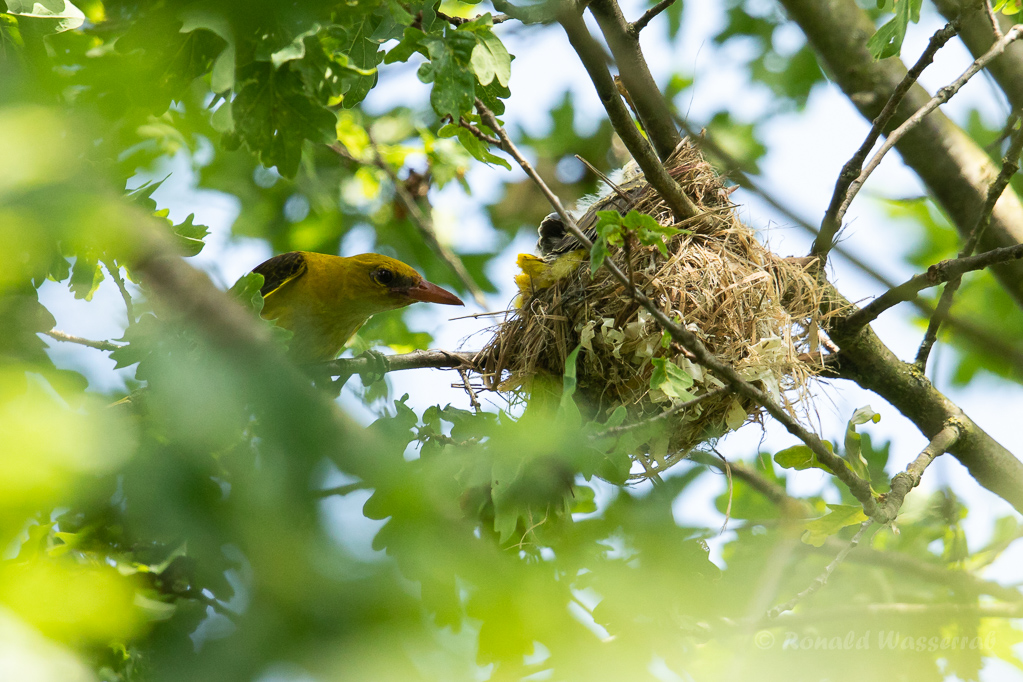 Pirol-Weibchen am Nest