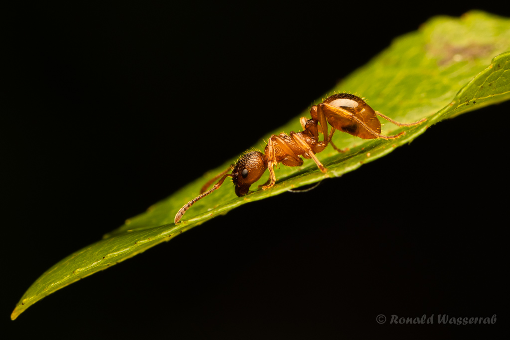 Ameisen fotografieren - Rote Gartenameise