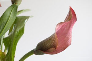 Calla